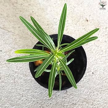 パキポディウム・グラキリス② Amazon｜ITANSE パキポディウム グラキリス 2号鉢 1個売り