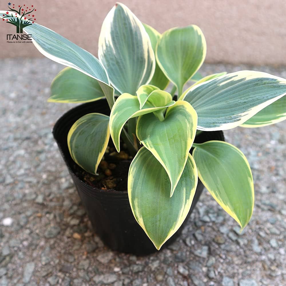 miiページ　ホスタ miiページ ホスタ ギボウシ(ホスタ) 'レイクサイド ペイズリー