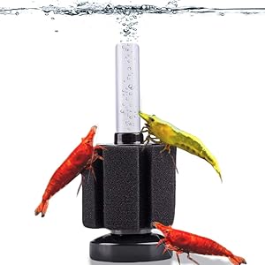 Do Shrimp Need a Filter? 2 Do Shrimp Need a Filter? 1