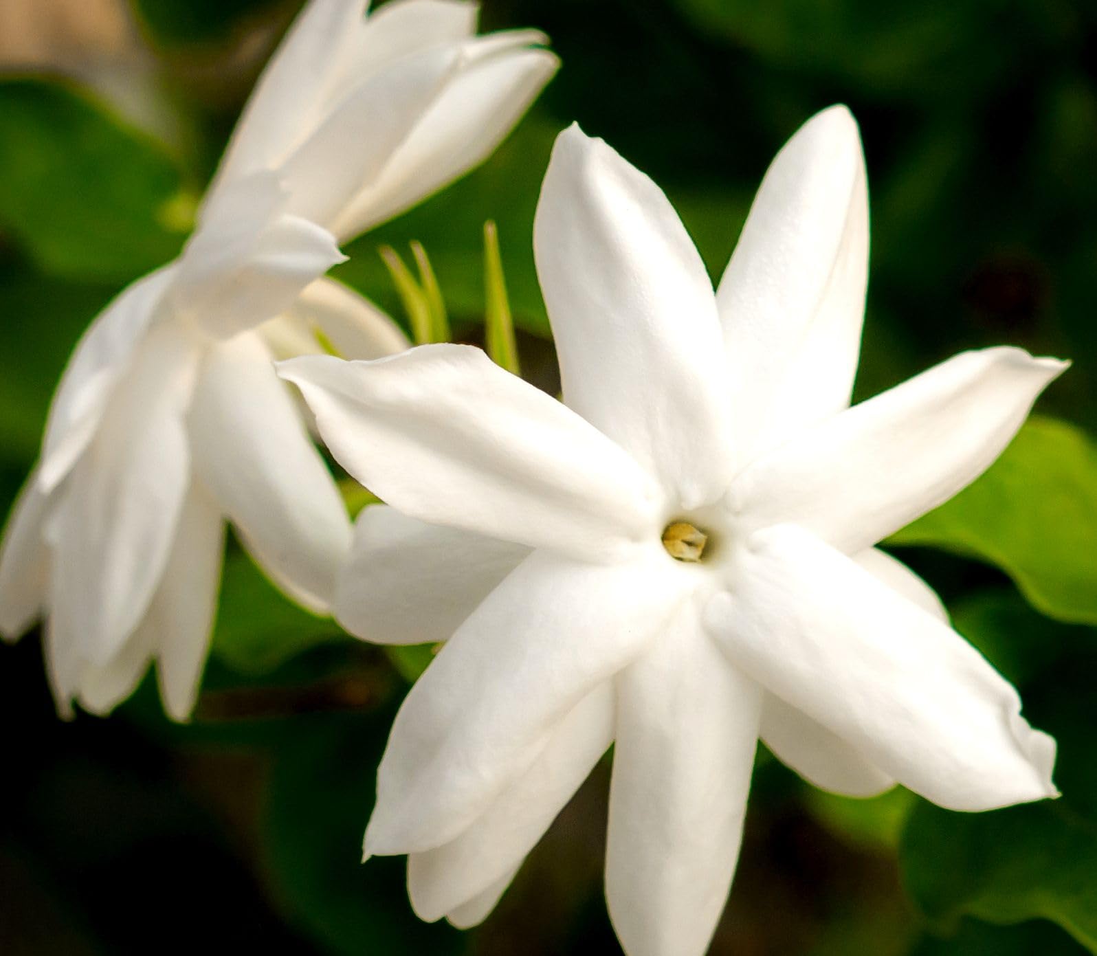 Amazon.com : Jasmine Flower Seeds Fragrant Garden Plant Seed Home