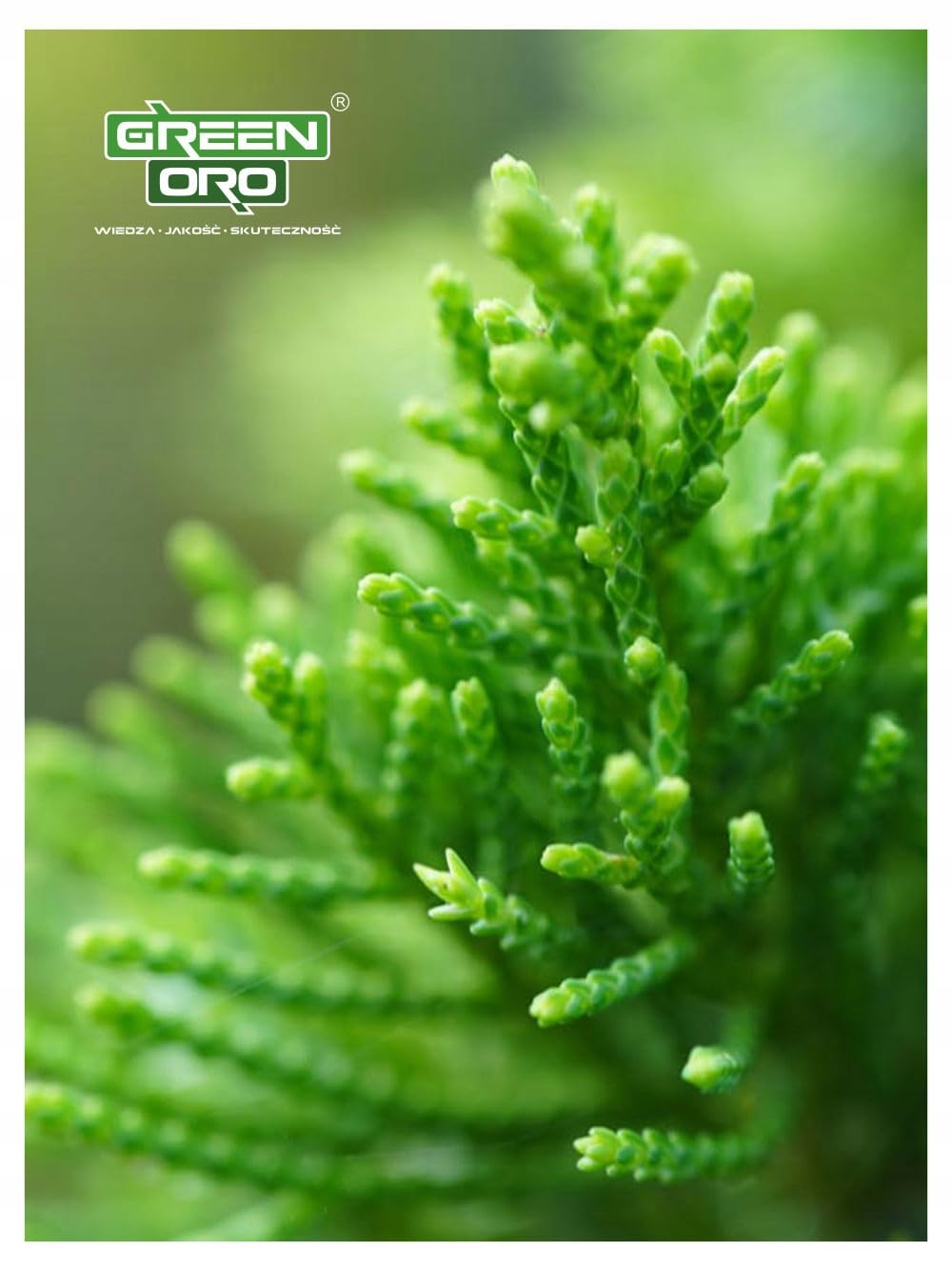 CHISSO MAGNESIUM 24KG Fertilizzante al magnesio contro l'ingiallimento per conifere come thuja e tasso