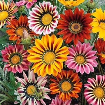 best flowers for full sun and heat