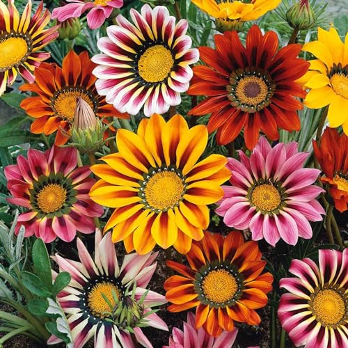 300 Gazania Seeds Mix Heat & Drought Tolerant Garden Flower & Ground Cover Plants