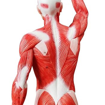 EVOTECH SCIENTIFIC 人体模型 筋肉付き腕モデル EVOTECH SCIENTIFIC 人体模型 筋肉付き腕モデル - メルカリ