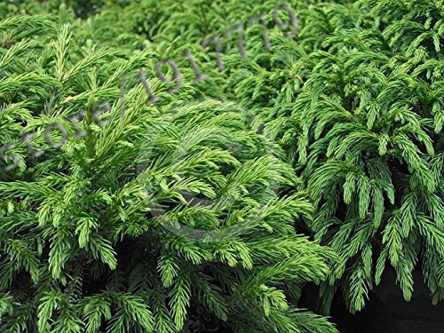 Neuankömmling!!! 50pcs / Japan - Japanische Zeder Samen, Bonsai göttlichen Gehölzen Samen - Image 3