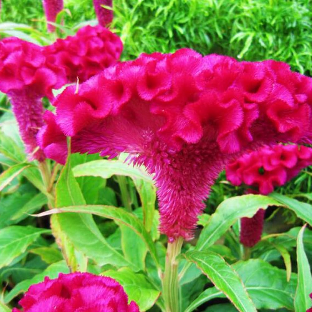 1000 Semi Di Celosia Cristata (Cresta Di Gallo) - Per Giardino, Aiuole, Vasi, Fioritura Colorata