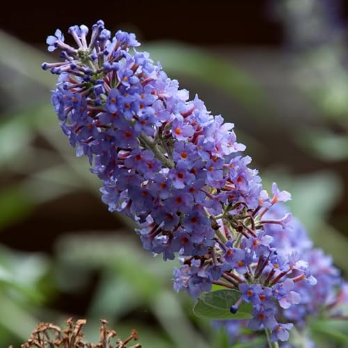 Arbre Aux Papillons Nanho Blue - Buddleja Davidii Nanho Blue 60/70 cm Pot 3l - Plante En Pot - Floraison Été - Hauteur 12 à 18 m