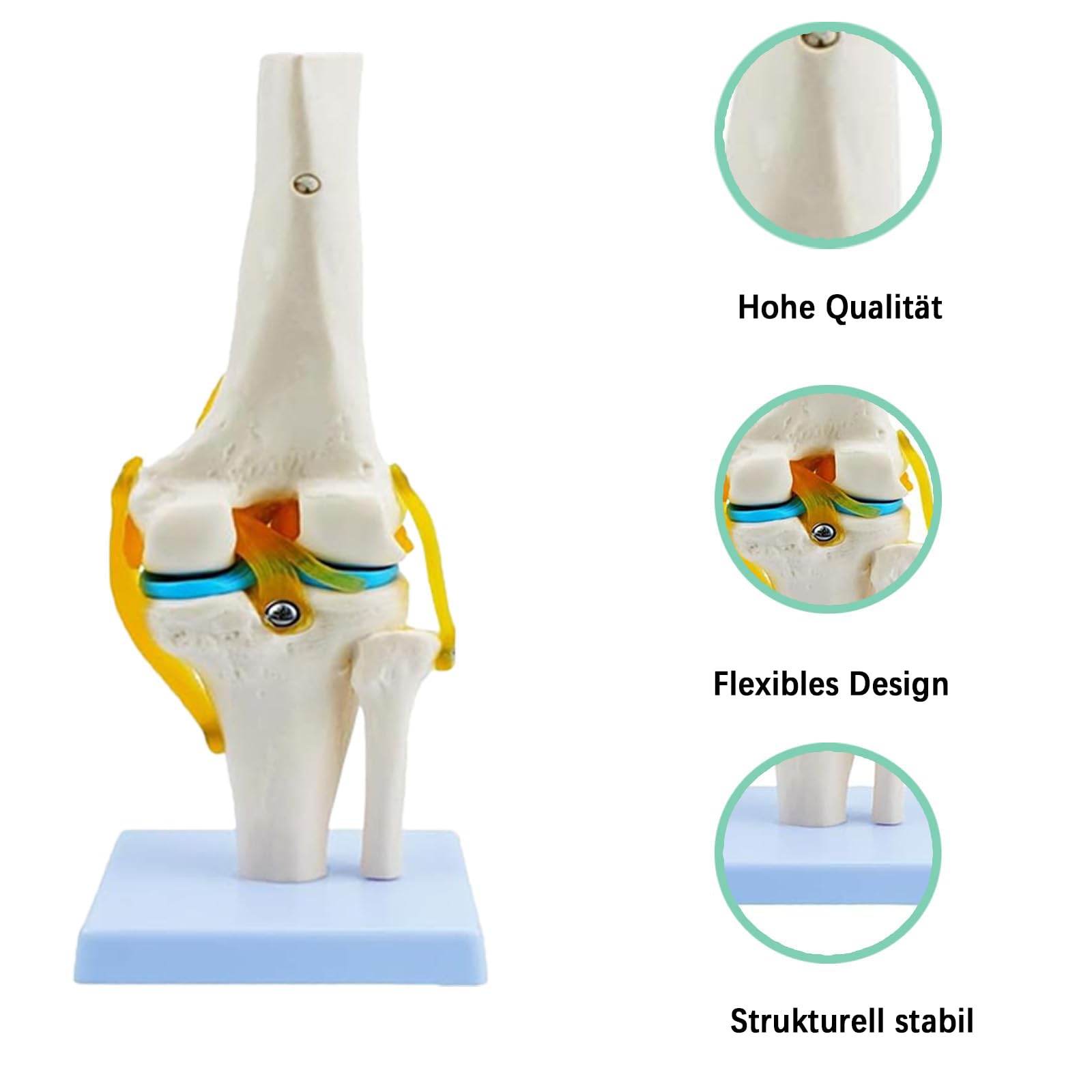 Anatomie Kniegelenk Modell 1：1 Lebensgroßes Modell Medizinisches Studienwerkzeug mit detaillierten Knochen Bändern und Knorpel