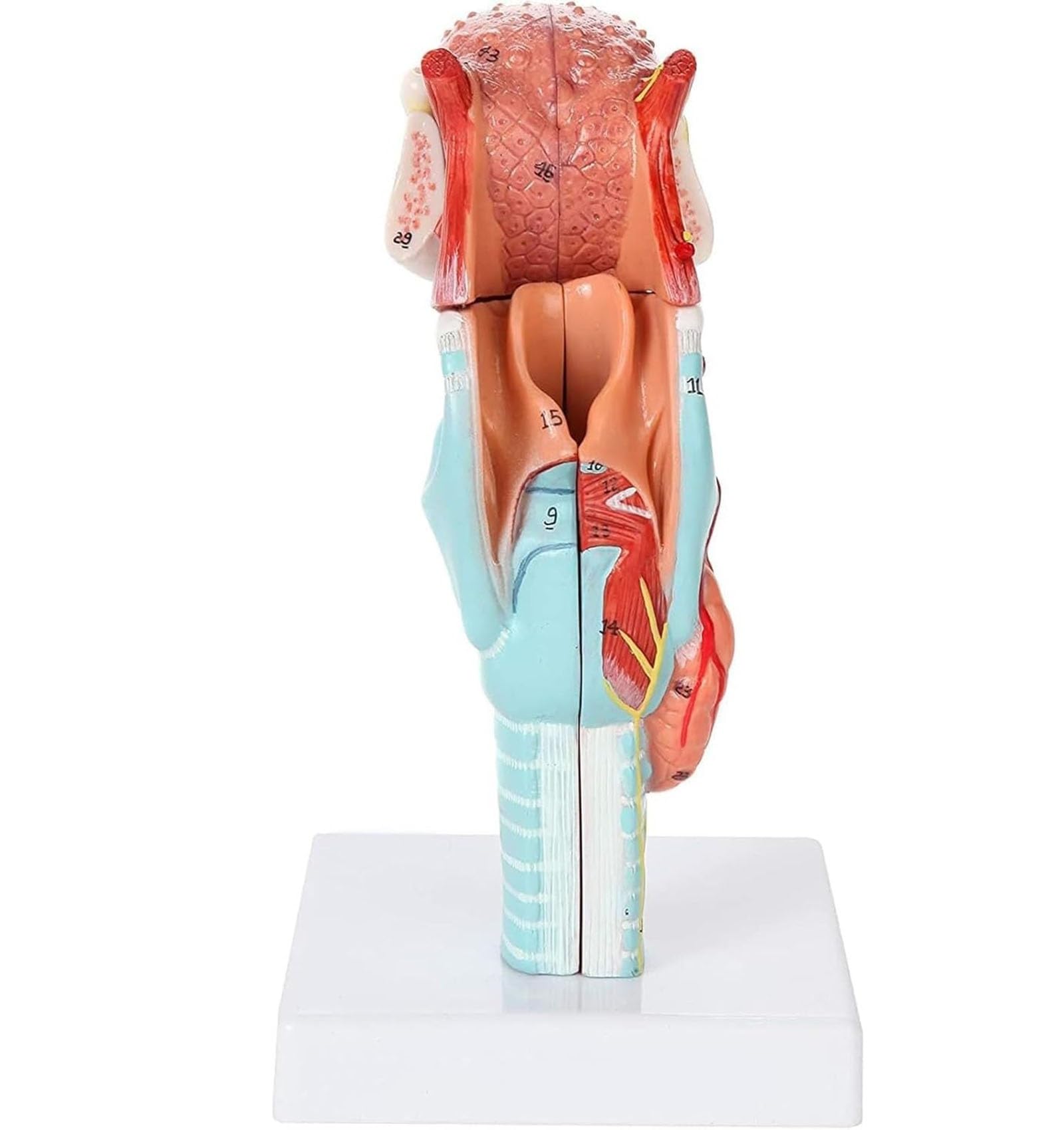 Modello anatomico della laringe umana con lingua e tiroide per educazione medica, strumento didattico per gola e testa