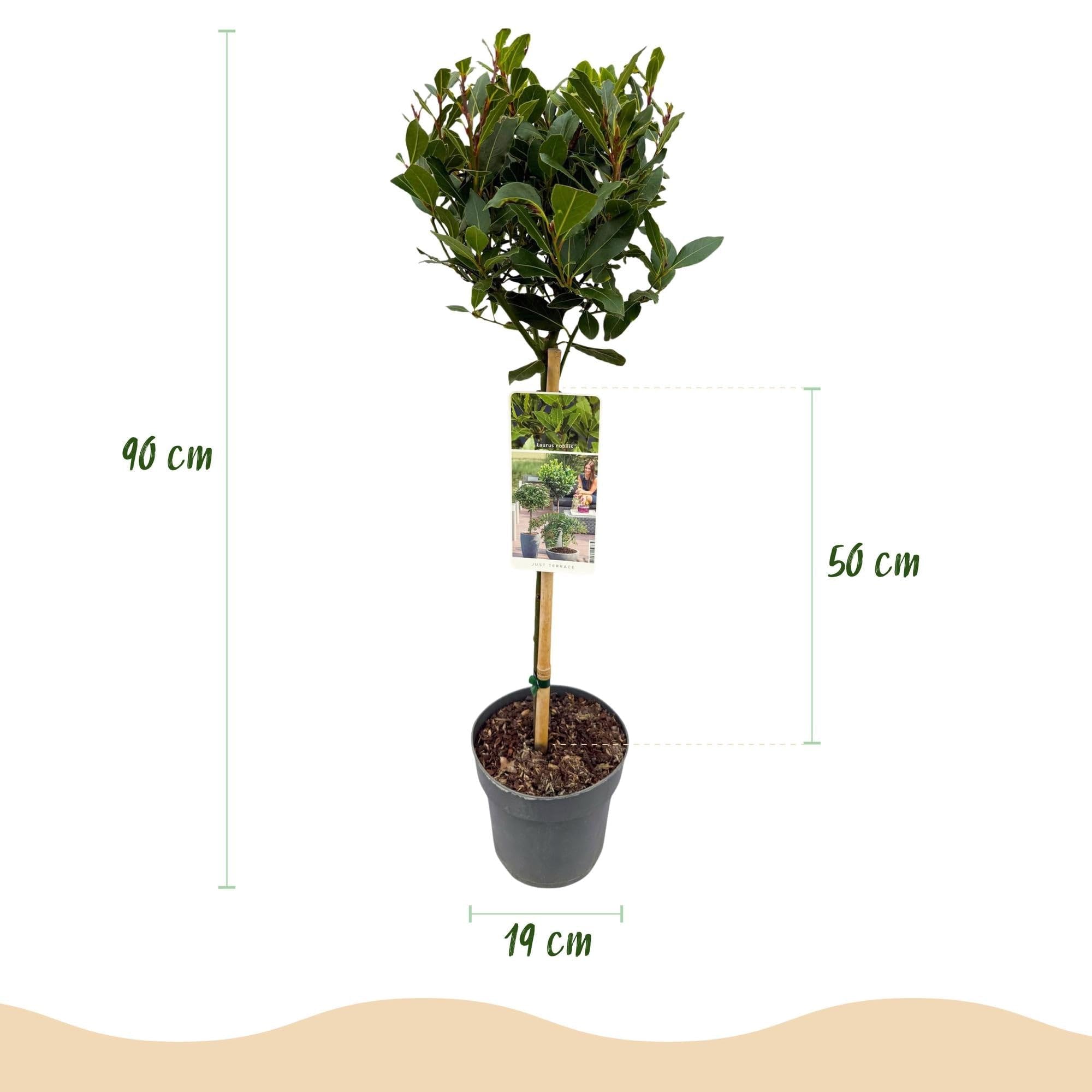 Laurus nobilis roślina łodygowa, wiecznie zielone drzewo laurowe, łatwa w pielęgnacji, Ø 19 cm, wysokość ok. 90 cm, śródziemnomorski klimat, na taras i balkon