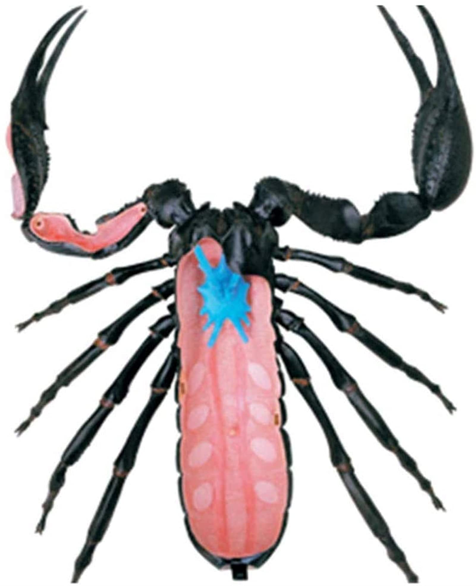 Anatomiczny model symulowany Skorpion 4D puzzle montaż zabawka organy zwierząt model nauczania nauk edukacyjnych, modele i materiały edukacyjne do demonstracji