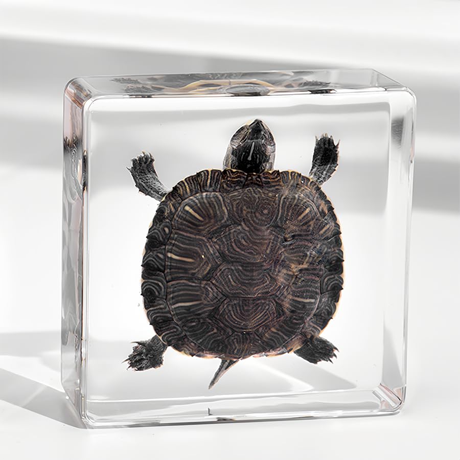 Turtle Specimen in Resin Preserved Taxidermy Animal for Biology Education Science Classroom Display Unique Gift for Oddities Collectors Skull Enthusiasts Natural History Studies (Brazilian turtle)