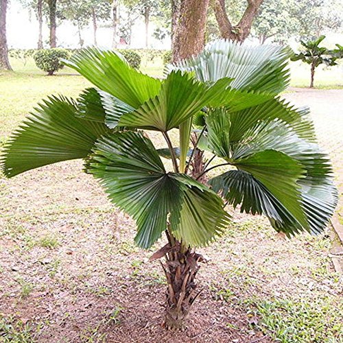 NurseryNature Pichodia Grandis Palm Plant (B07FLD496P) Amazon Price History, Amazon Price Tracker
