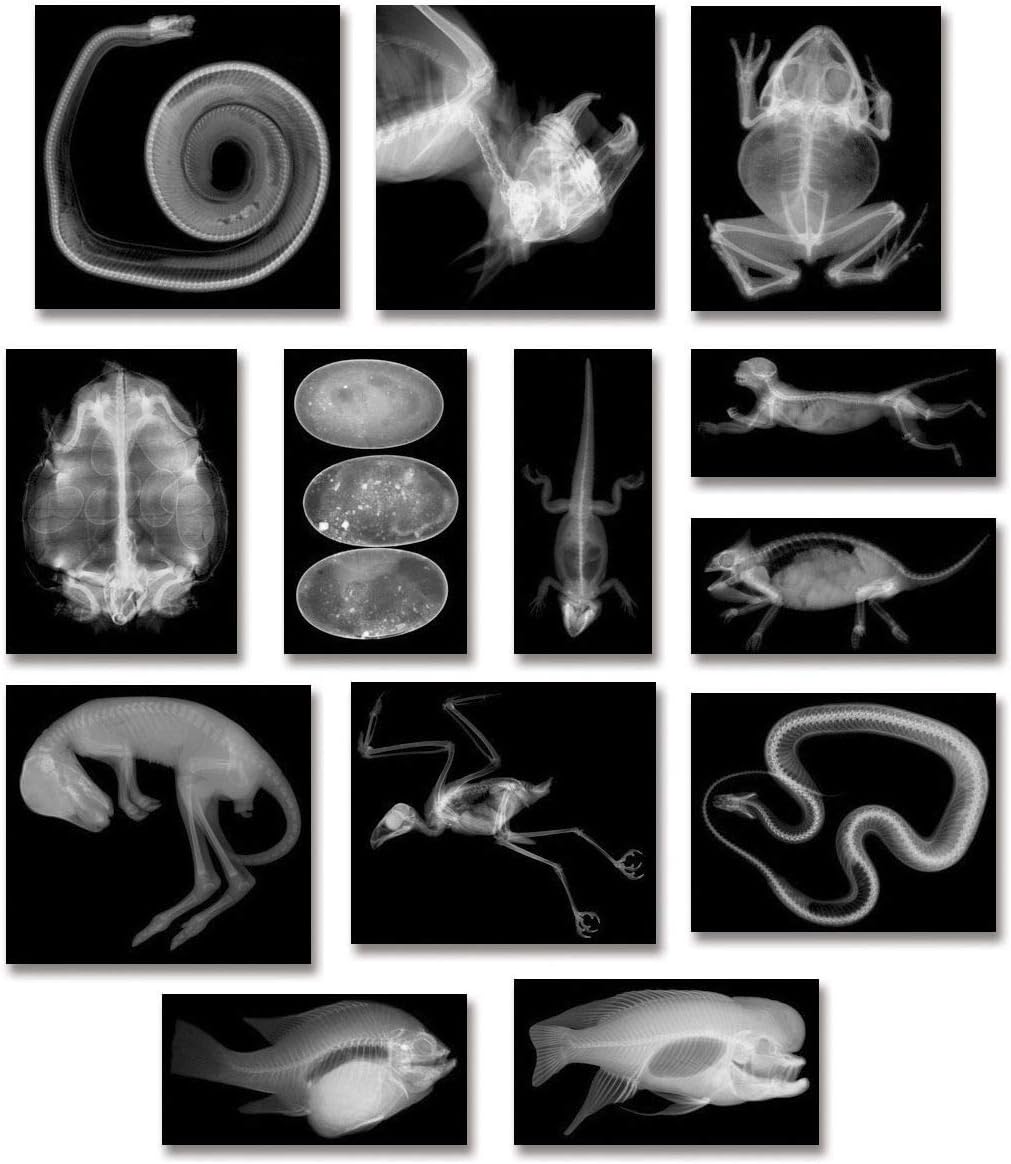 Roylco R5910 Animal X-Rays, 8" x 10", 28 Pieces