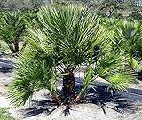 palmenart 5 buchstaben Dieses Exemplar mißt ca. 60-90 cm. und wird mit kräftigen Wedeln direkt aus dem Boden entnommen. Die Aufzucht erfolgt ausschließlich in der Freilandhaltung. Hierdurch besteht im Vergleich zu Import Pflanzen eine von vorn herein gegebene Frosttolleranz