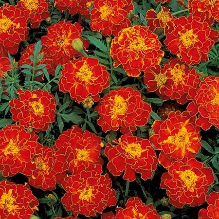OhhSome Flower Seeds French Marigold-Bolero Red Flower Seeds For Home Garden-100 Seeds - Eco" (B07Z4JC1DR) Amazon Price History, Amazon Price Tracker