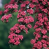 Echter Rotdorn 'Paul´s Scarlet'