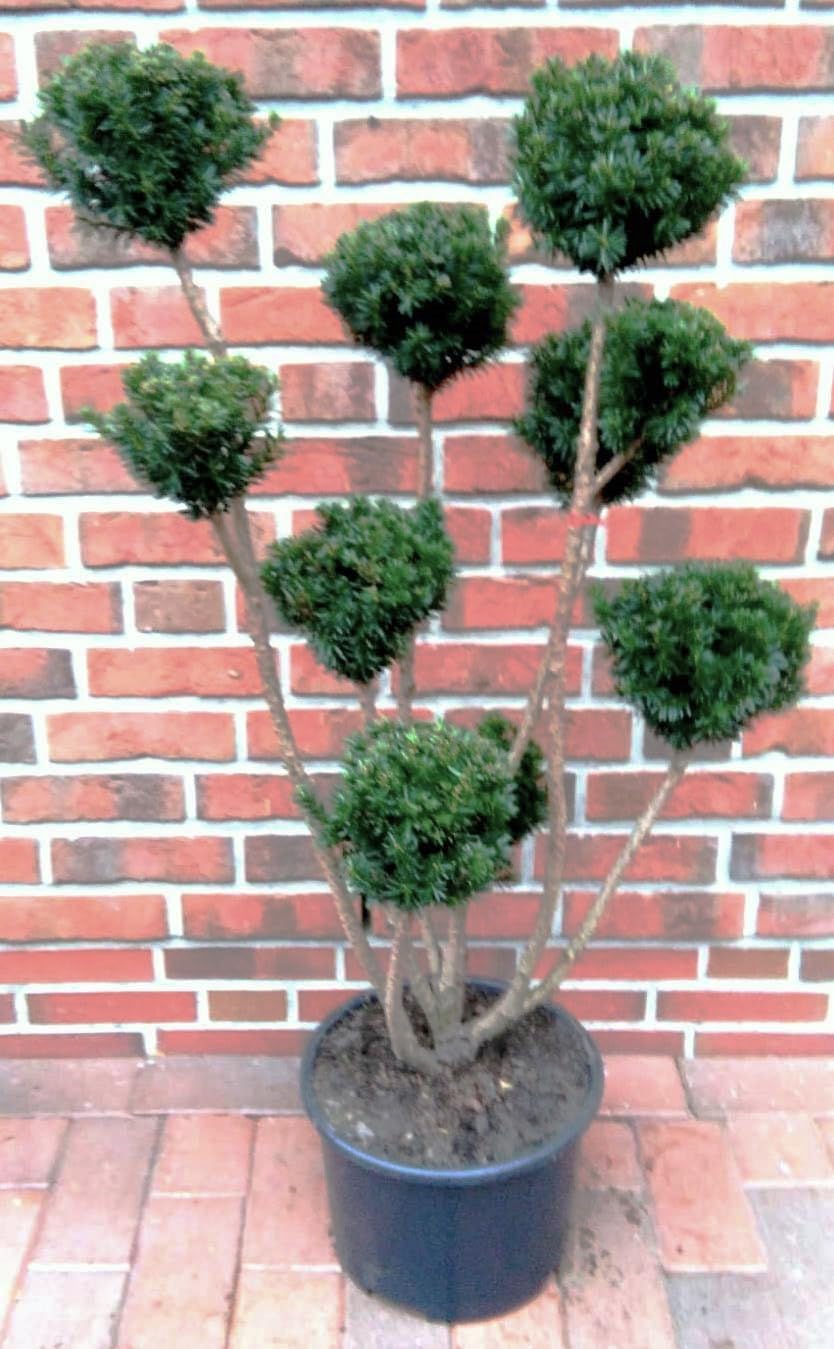Eibe Taxus Media Hicksii - Gartenbonsai, Winterhart, Immergrn, Robust,  Hhe: 120-130 cm : Amazon.de: Garten