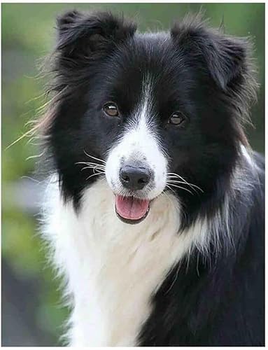 YSCOLOR Pintura de diamante con borde Collie para perro redondo con diamantes completos por números manualidades decoración de pared regalos para el