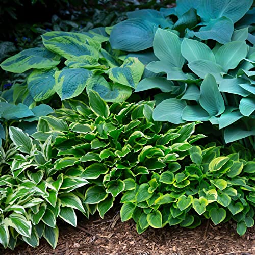 Easy to Grow Hosta Bumper Crop Mix for Beginners - 10 Trimmed Bareroots of Mixed Colors, Ideal for Partial Shade, Attracts Hummingbirds in Summer