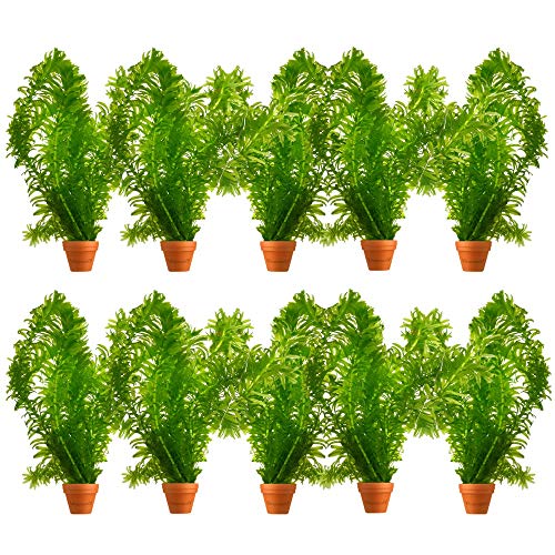 Vdvelde․com - Elodea Densa Wasserpest 10er Set - Sauerstoffpflanze winterhart - Teich & Aquarium - Algenbekämpfung - klares Wasser - Pflegeleichte Unterwasserpflanze
