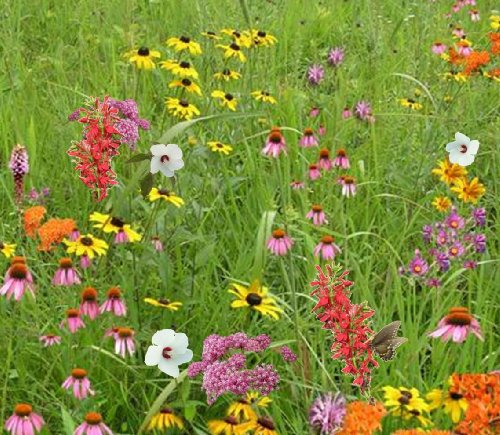 Pollinator Conservation Mix (Mix NS-W1), Seed Packet, True Native Seed (Northeastern US) Pollinator Conservation Mix (Mix NS-W1), Seed Packet, True Native Seed (Northeastern US)