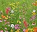 Pollinator Conservation Mix (Mix NS-W1), 500 Certified Pure Live Seed, True Native Seed
