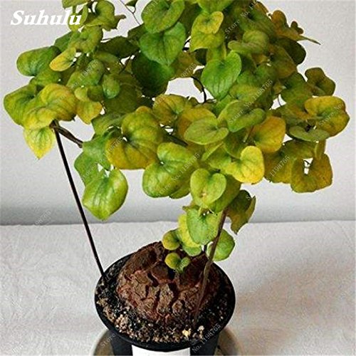 Dioscorea Elephantipes (Pianta Tartaruga) 2-5 Cm, Pianta Viva Grassoccia, Perfetta Per Collezionisti