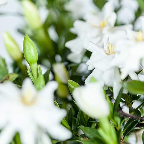 Vista 3 de Perfect Plants Radican Gardenia Planta viva, maceta de 1 galón Gardenia Radicana