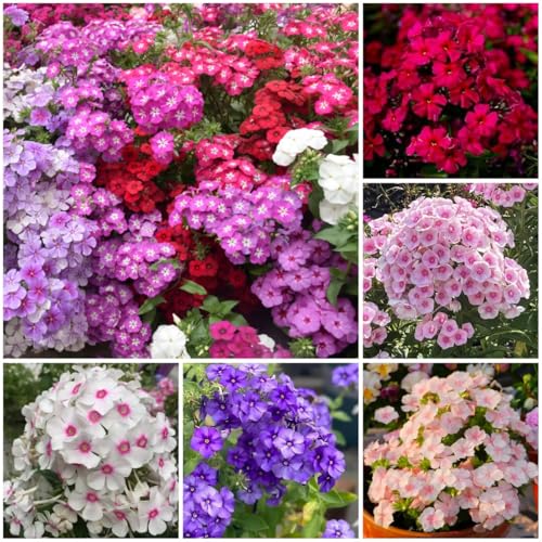 Phlox Seeds, Perennial Ground Cover, Long Blooming