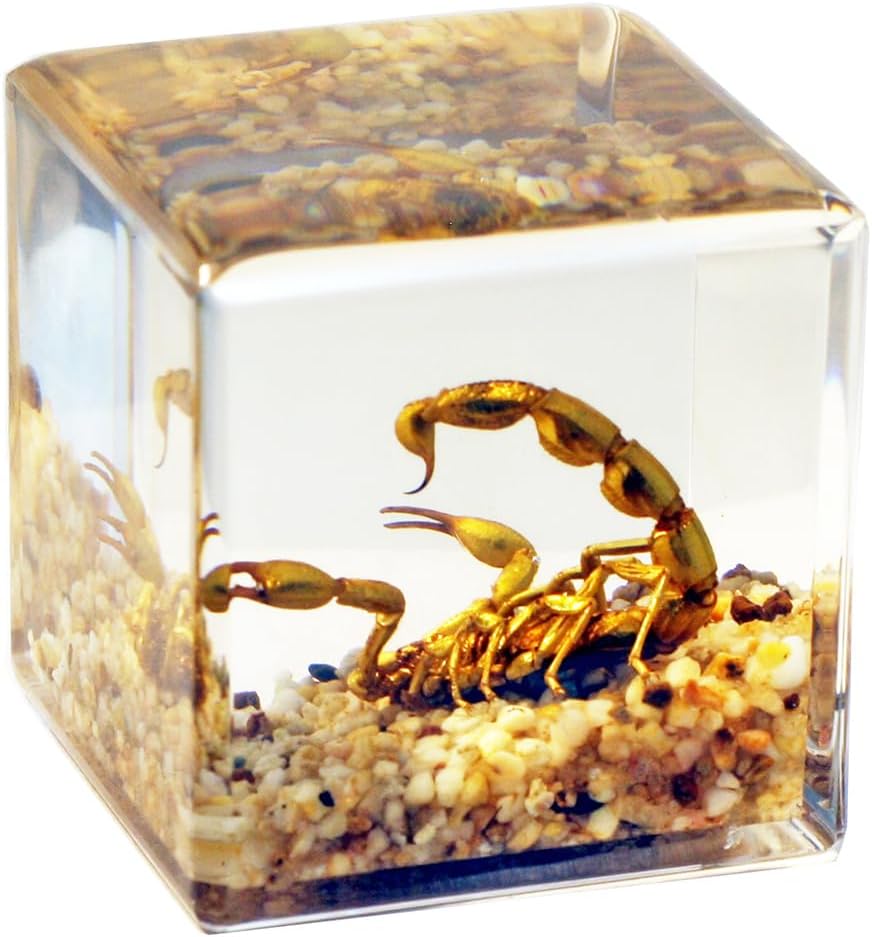 Real Golden Scorpion Cube Desk Decoration