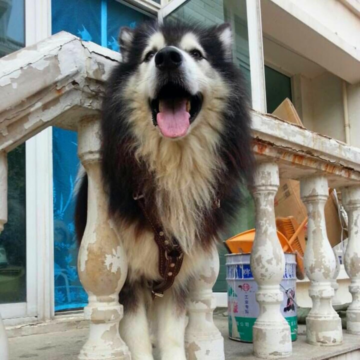 Kisangel Modisches Hundegeschirr aus Braunem Leder Verstellbares Brustgeschirr für Hunde bis 90cm Sicher und Stylisch für Spaziergänge und Hundesport