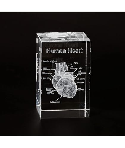 Miniatura 9 de Ultrassist Modelo de cristal pulmonar humano 3D, modelo anatómico grabado con láser para decoración del hogar y oficina, regalos de neumólogos