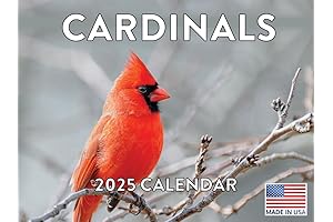 Amazing Cardinals Calendar 2025 for True Fans