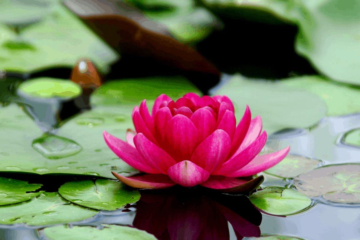Lotus seeds for planting in water, Planting seeds for lotus in water, Best water lotus seeds for planting ( 6 seeds ) (B0BTVRY9GQ) Amazon Price History, Amazon Price Tracker