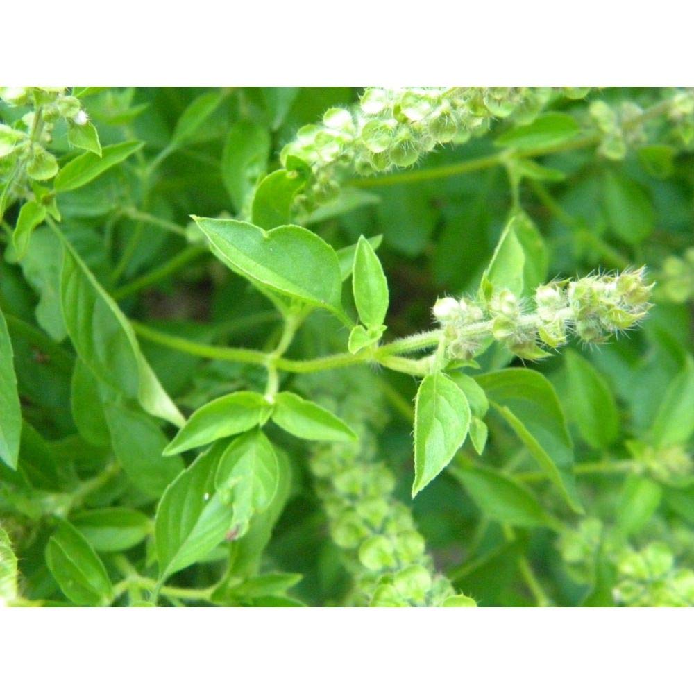 250 Lemon Basil, Lao Basil, Manglak Seeds #SE03