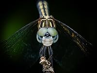 Review Image by Forrest Forrest