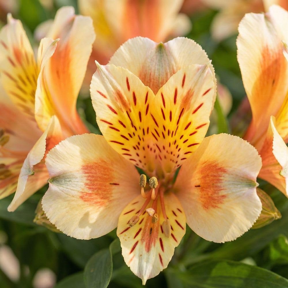 Bedwen Alstroemeria 'Inticancha Sunset' 2L Plant – Peruvian Lily Compact Orange & White Flowering Perennial for Garden Borders & Patio Pots
