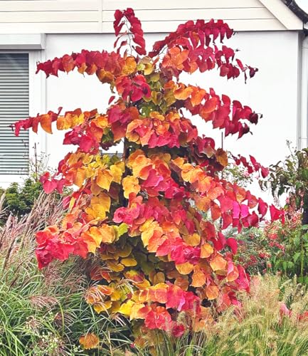 BALDUR Garten Cercis \'Eternal Flame®\', Judasbaum, 1 Pflanze, fantastisches Farbspiel der Blätter, Blickfang als Solitär, Ziergehölz, bienen-/schmetterlingsfreundlich BALDUR Garten Cercis \'Eternal Flame®\', Judasbaum, 1 Pflanze, fantastisches Farbspiel der Blätter, Blickfang als Solitär, Ziergehölz, bienen-/schmetterlingsfreundlich