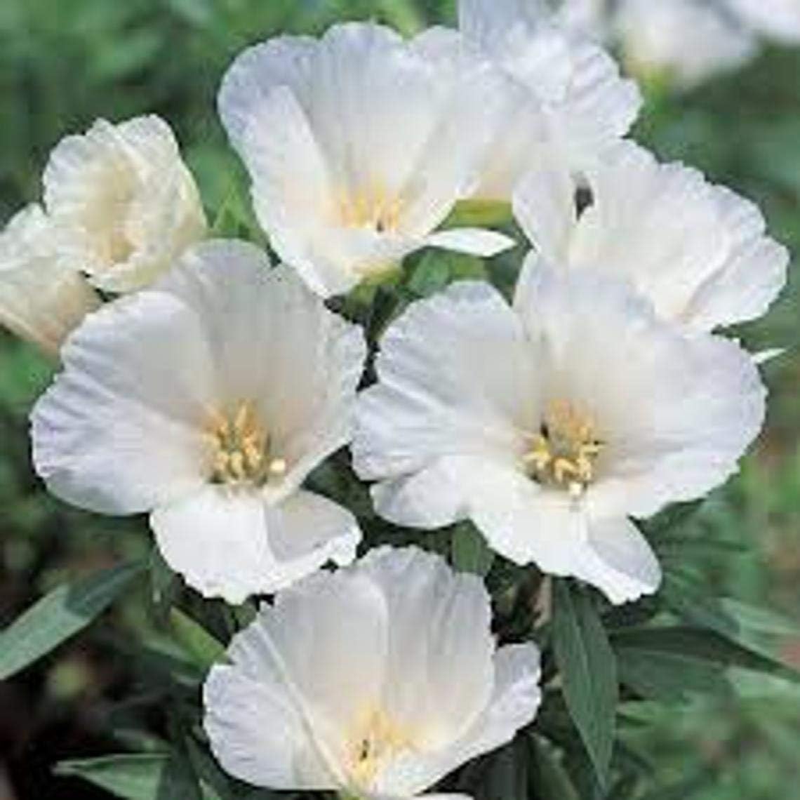 50+ White Godetia Flower Seeds Grace White Godetia Godetia