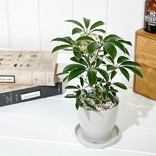 PLANCHU 観葉植物 シェフレラ アルボリコラ ムーンドロップ 3.5号鉢 受け皿付き 育て方説明書付き Schefflera arboricola ‘Moondrop’ ホンコン カポック 斑入り
