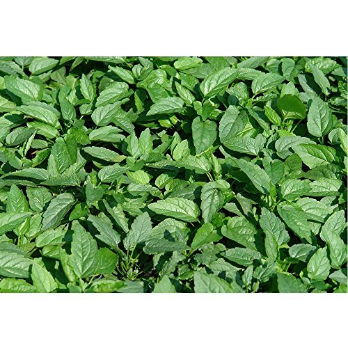 Scullcap Seeds (Scutellaria Lateriflora) 50+ Heirloom Medicinal Herb Seeds in FROZEN SEED CAPSULES for The Gardener & Rare Seeds Collector - Plant Seeds Now or Save Seeds for Years