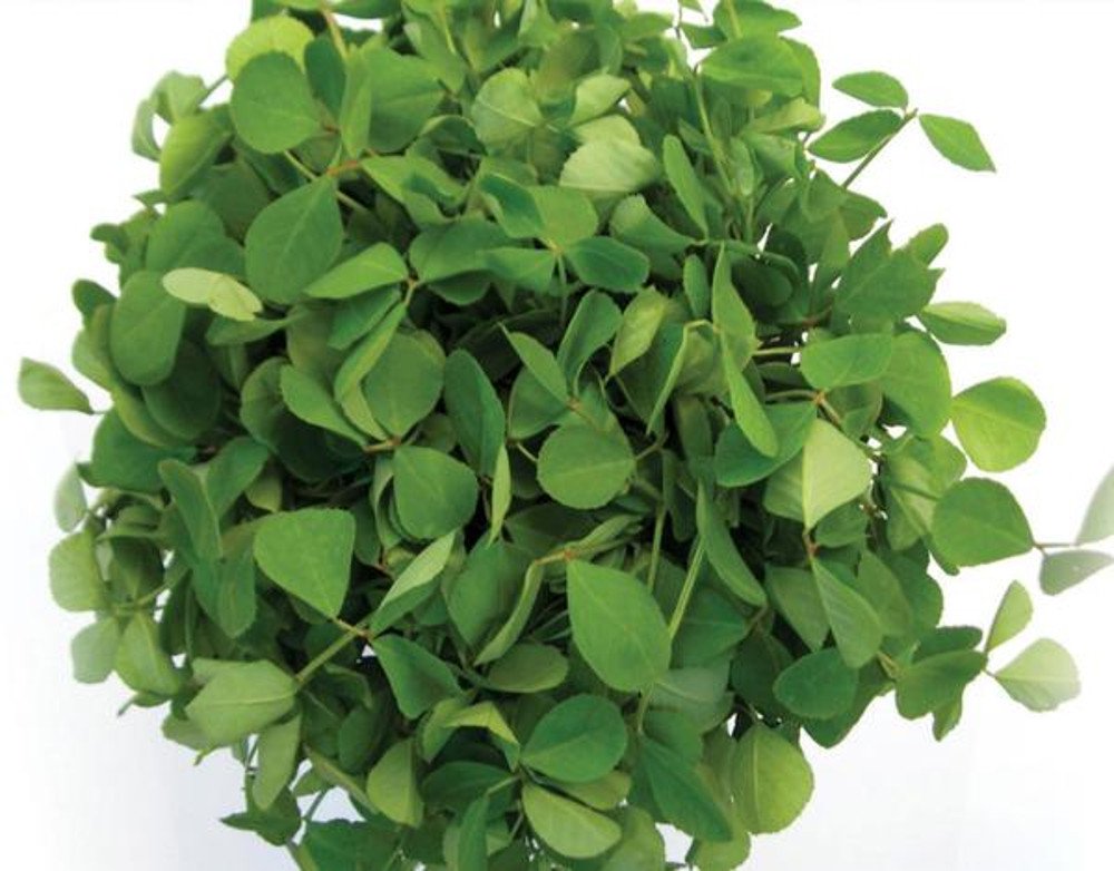 See full amazon price history chart for Kasuri Methi Seeds, Fenugreek Seeds - 400 Seeds by AllThatGrows Kasuri Methi Seeds, Fenugreek Seeds - 400 Seeds by AllThatGrows (B071G5H24X) Amazon Price History, Amazon Price Tracker