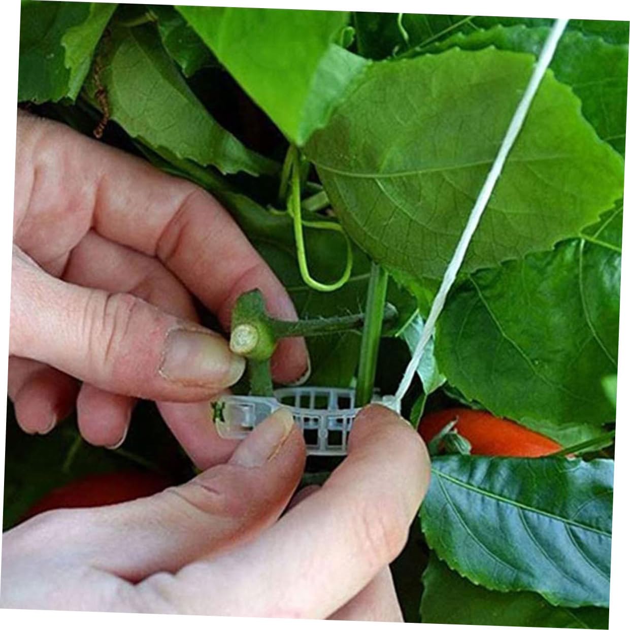 BESPORTBLE 2 Set di Cetrioli Appesi Piantine di Pomodoro Gancio Pomodori Controllo A più Livelli Verdure Picchetti Recinzione Palo Pianta Sollevato Twist Impilabile Pisello Stecca in Acciaio