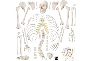 Disarticulated Human Skeleton Model for Anatomy Study