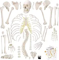 Modelo de esqueleto humano desarticulado para anatomia de 170 cm de altura, modelos de esqueleto de tamanho completo com pôster, caveira, ossos, mão e pé articulados