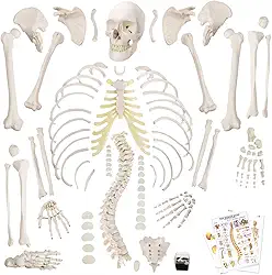 Modelo de esqueleto humano desarticulado para anatomia de 170 cm de altura, modelos de esqueleto de tamanho completo com pôster, caveira, ossos, mão e pé articulados