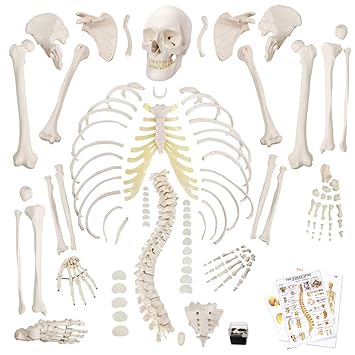 Disarticulated Human Skeleton Model for Anatomy 67 inch High, Full Size Skeleton Models with Poster, Skull, Bones, Articulated Hand & Foot