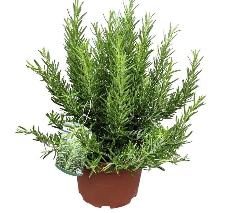 XXL Rosmarin Pflanze 40-60 cm rosmarinus Winterharte Gewürz- und Heilpflanze für Garten und Küche Für Sonnige Standorte