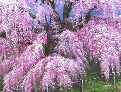 Amazon.co.jp: 木村由記夫『三春の桜(F20号)』油彩画 風景画 さくら